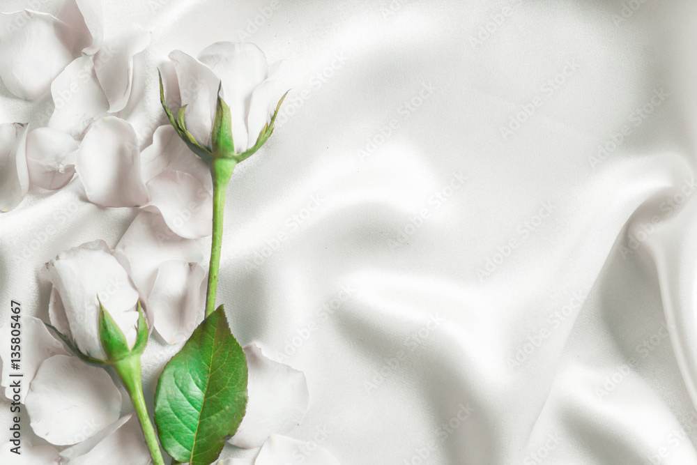 a bouquet sweet white roses  petal on  soft white silk fabric ,