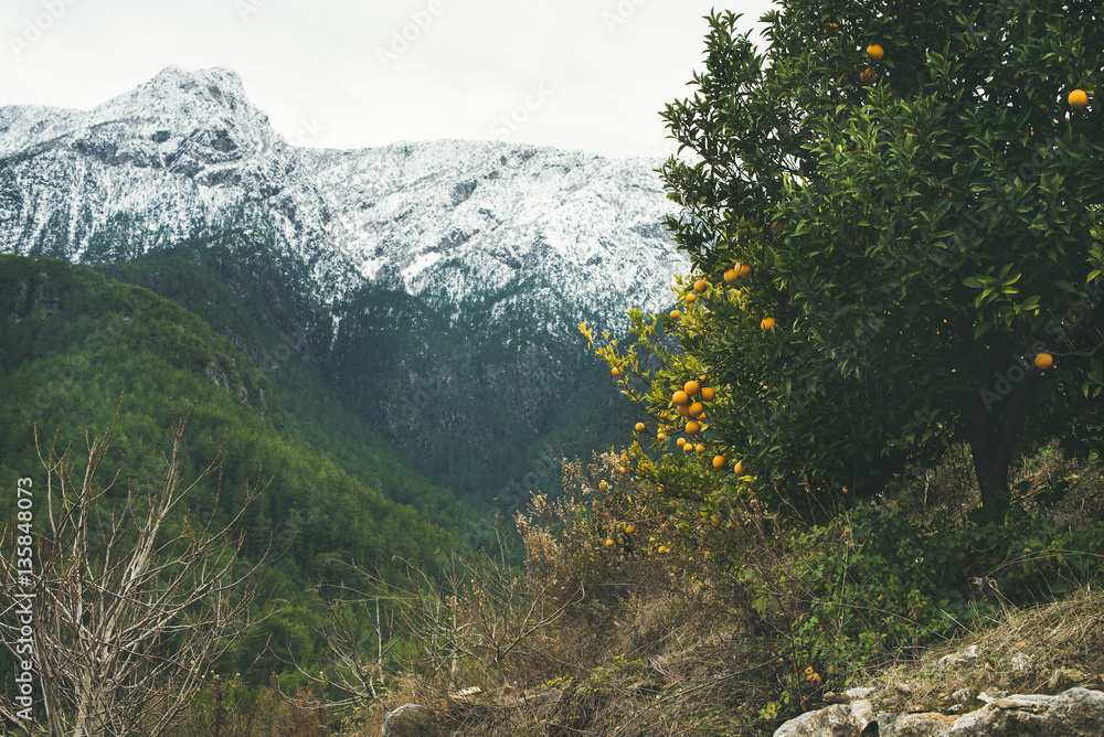 Orange trees with ripe oranges in mountain garden in Dim Cay district of Alanya on gloomy day with p