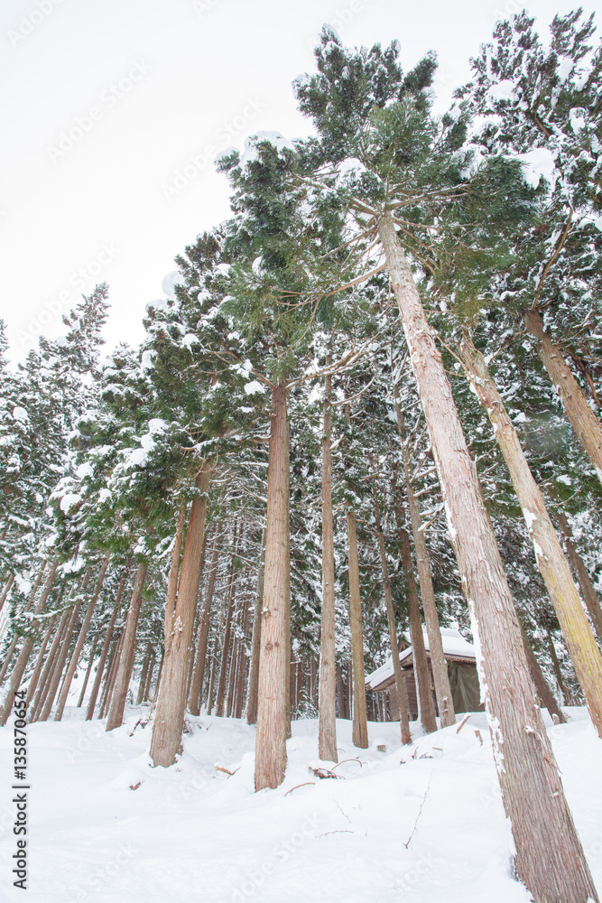 Winter landscape , Trees with snow in forest