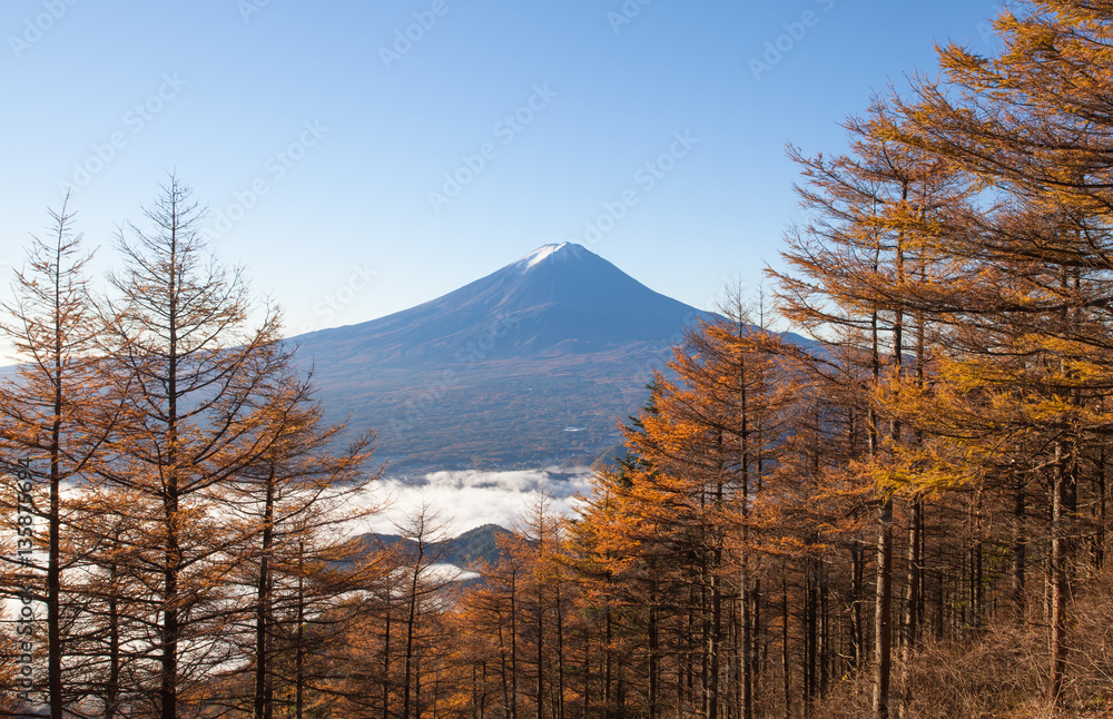 Yellow forest tree in autumn season and Top of Mountain Fuji