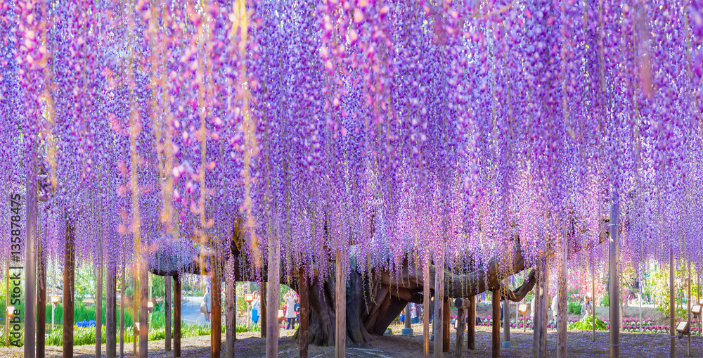 Beauty rooted in the large wisteria trellis , 150 year old wisteria