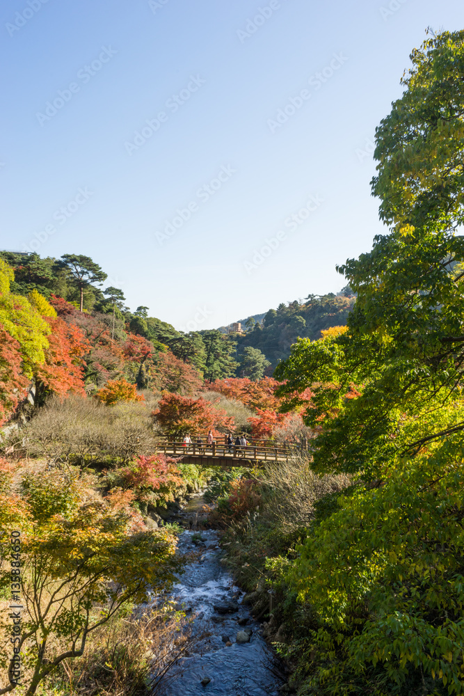 Autumn leaves of Atami plum garden