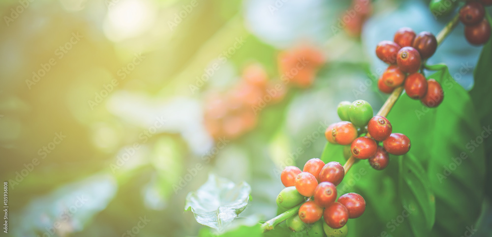 fresh coffee beans on tree