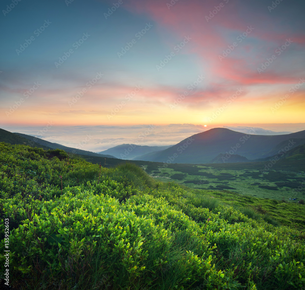 Grass on the mountain field during sunrise. Beautiful natural landscape in the summer time