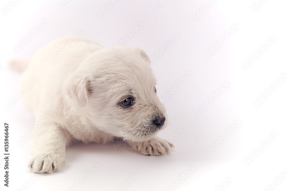 Little puppy over white