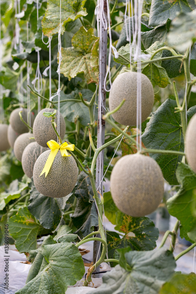 Cantaloup melon with ribbon growing in greenhouse farm