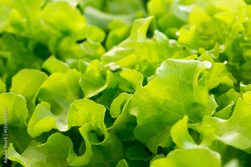 fresh green lettuce in organic farm