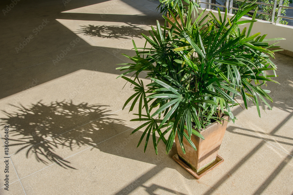 Green lady palm or Bamboo with shadow on brown floor rough (Rhapis exclesa, PLAMAE)