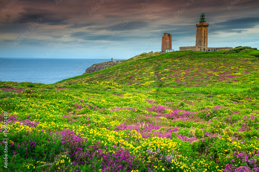 Yellow gorse and violet heather flowers, Cap Frehel, France