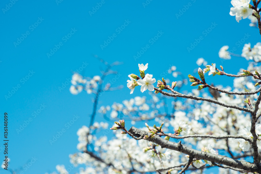 Beautiful cherry blossom sakura in spring time over blue sky.