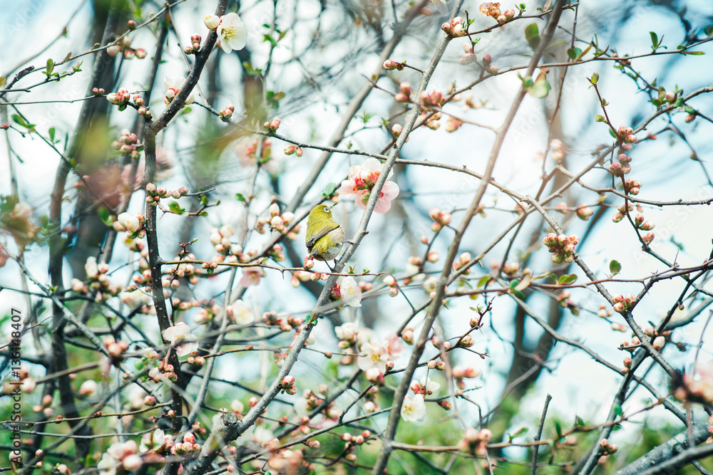 Japanese White-eye (Zosterops japonicus) on Cherry Blossom and s