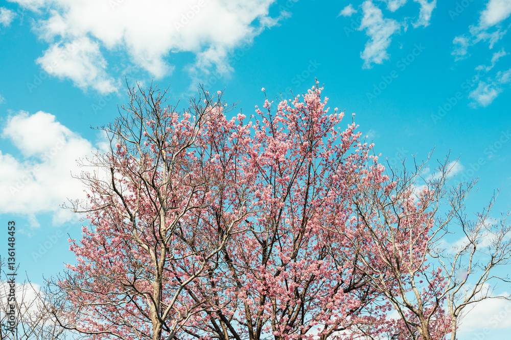 Beautiful cherry blossom sakura in spring time over blue sky.