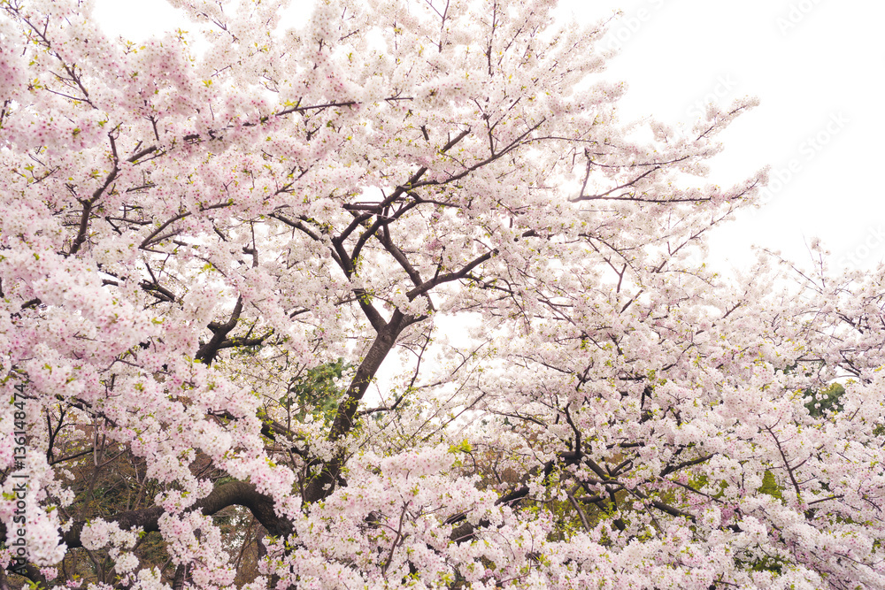 Beautiful cherry blossom sakura in spring time over blue sky.