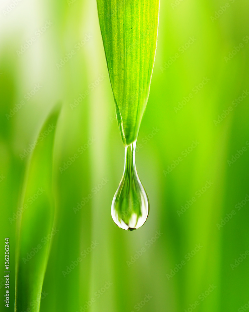 Large water drop rain dew  in spring summer grass close-up macro. Young juicy green Shoots sprouts o