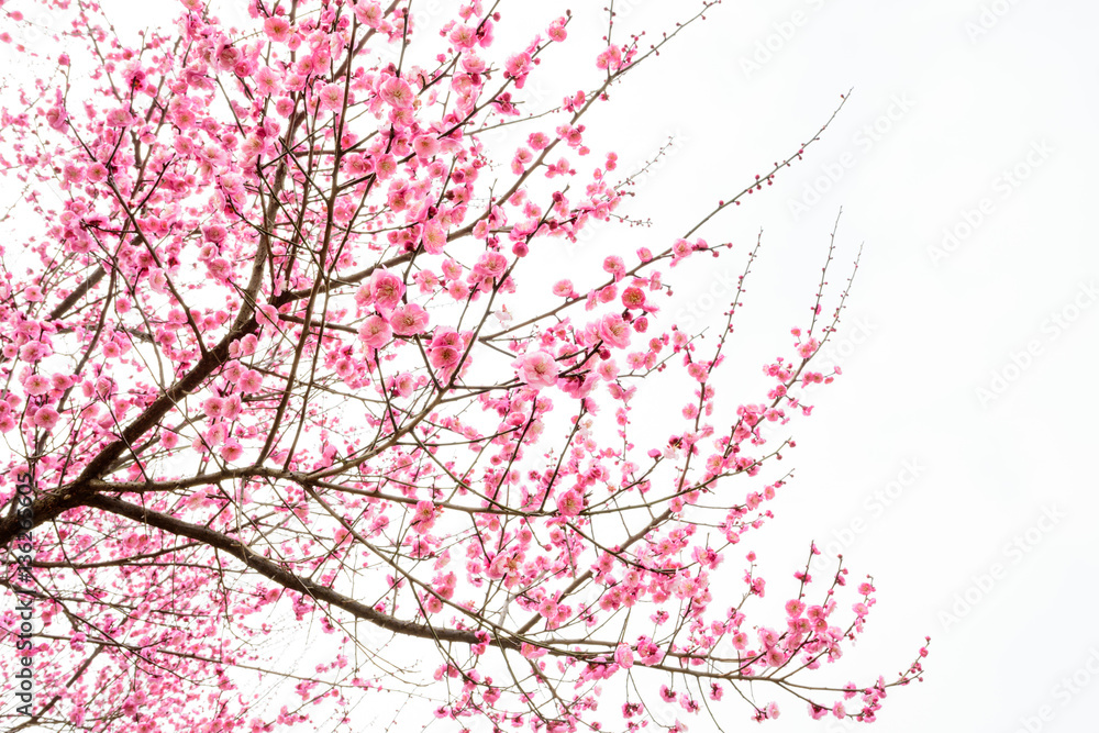 isolated plum blossom tree