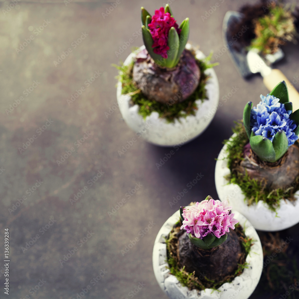 Pink, red and blue hyacinth flowers