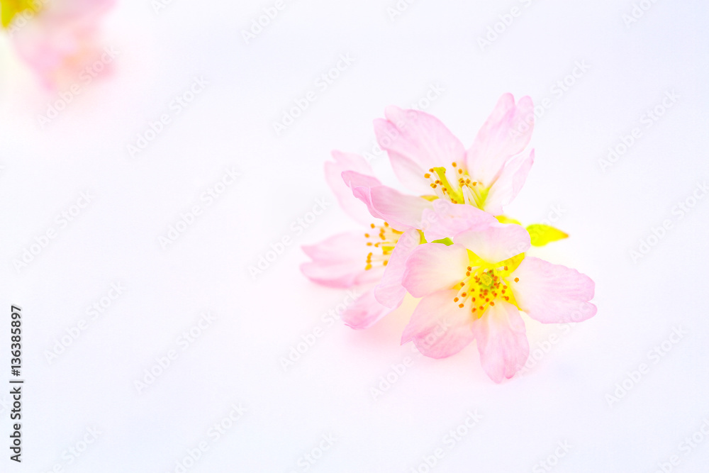 桜