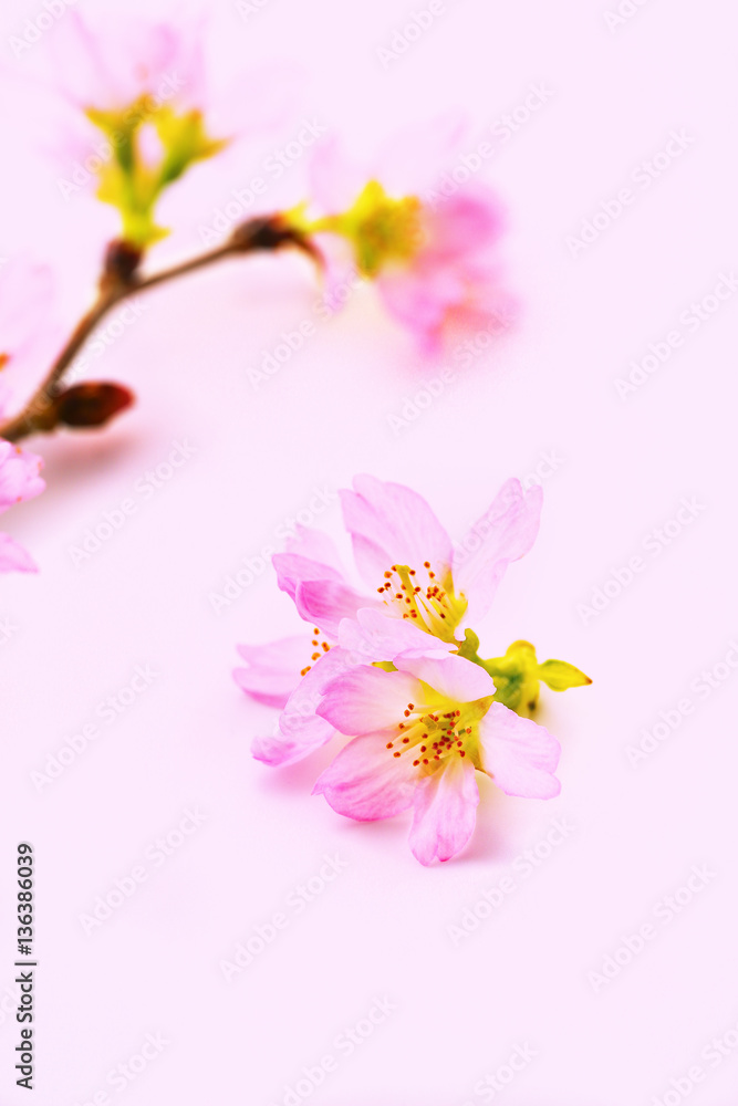 桜