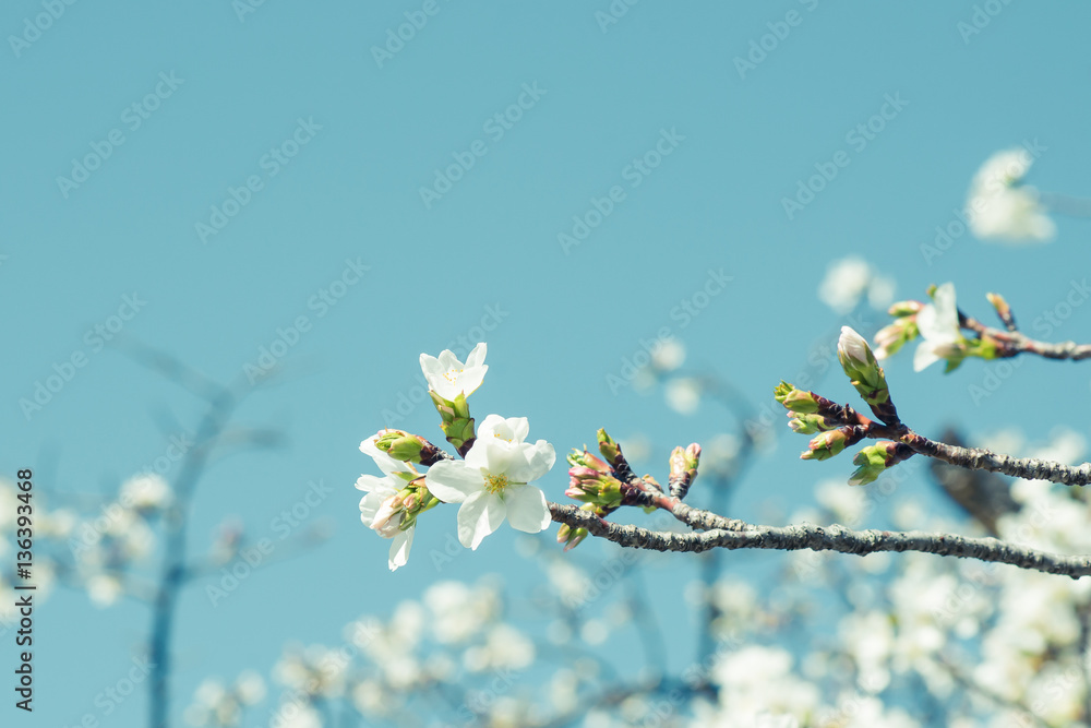 Beautiful cherry blossom sakura in spring time over blue sky.