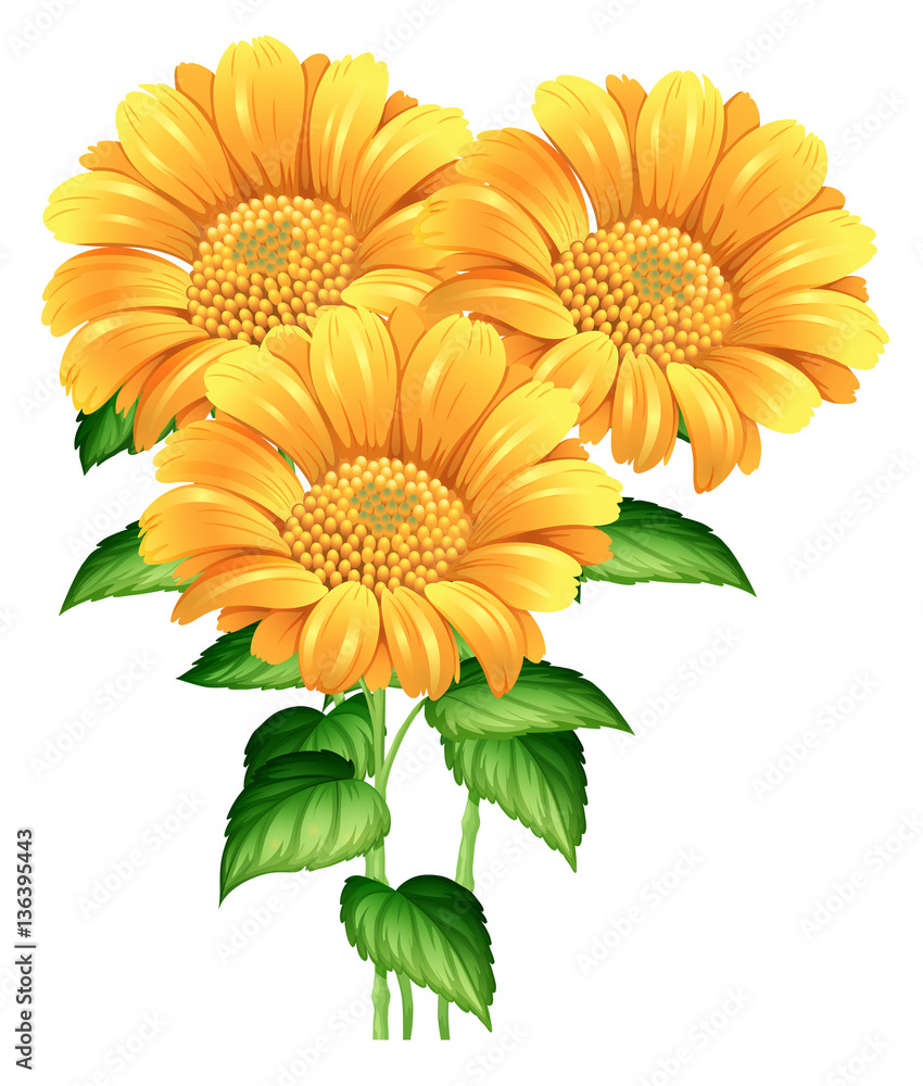 Three sunflowers on white background