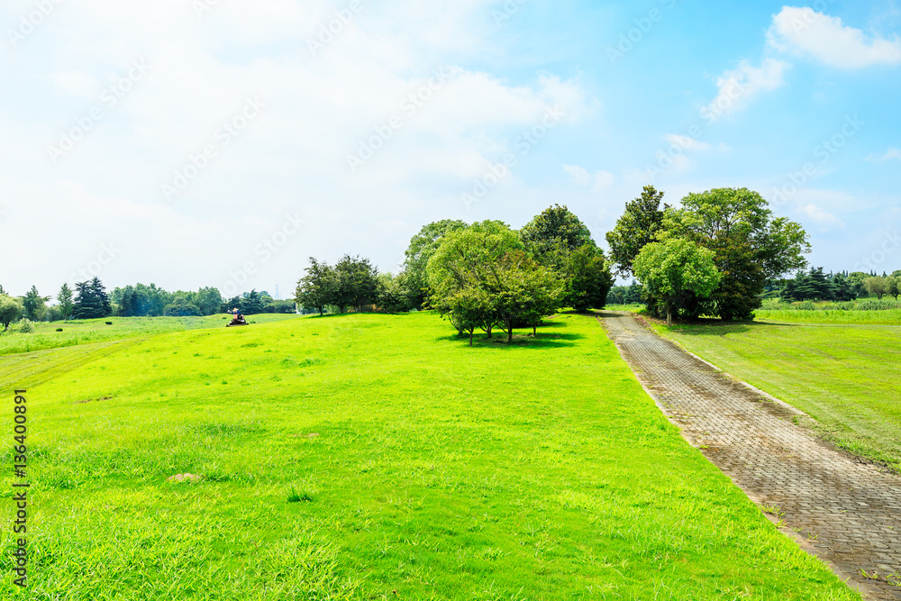 field of green grass and blue sky in summer day