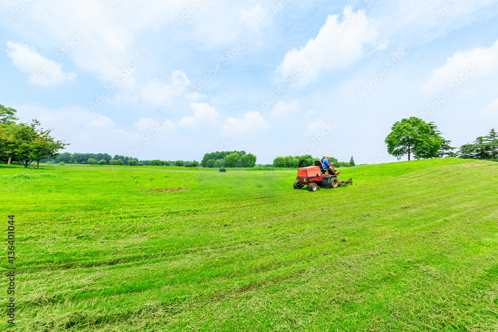 field of green grass and blue sky in summer day