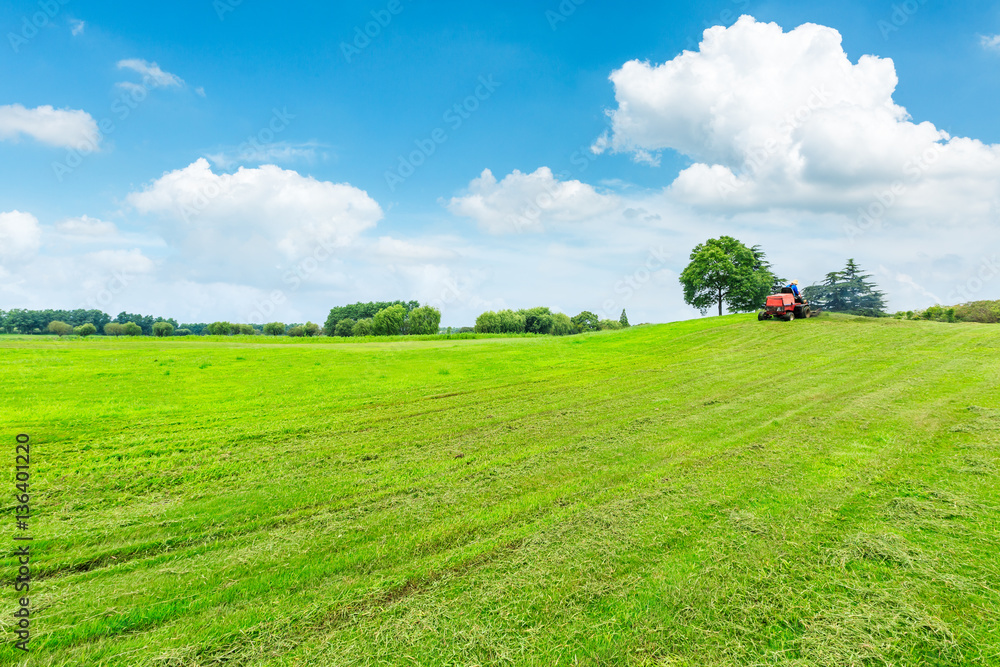 field of green grass and blue sky in summer day