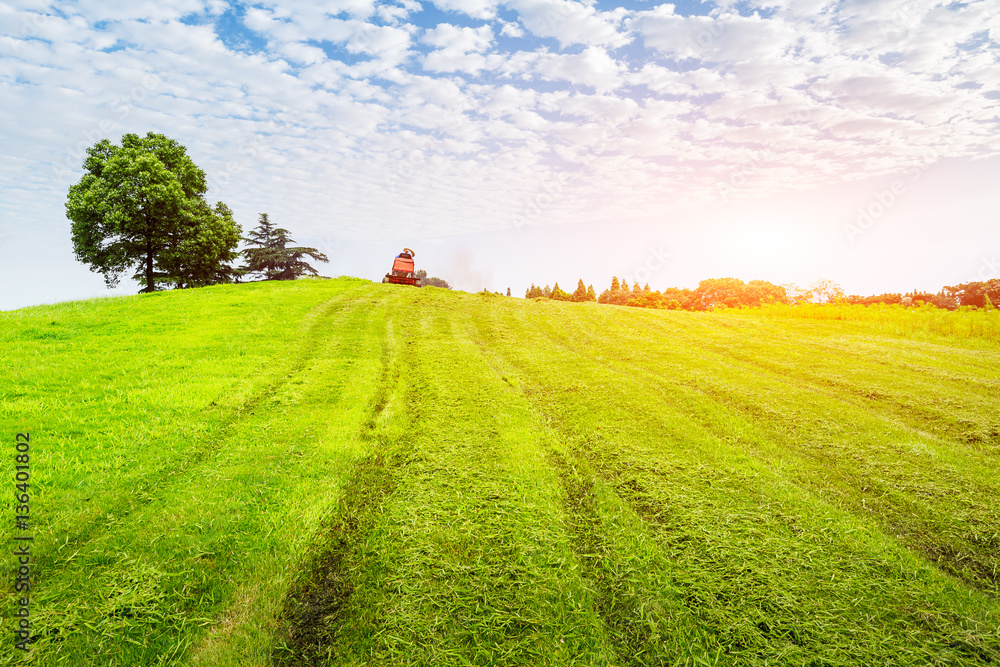 field of green grass and blue sky in summer day