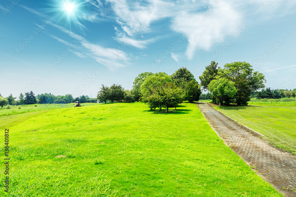 field of green grass and blue sky in summer day