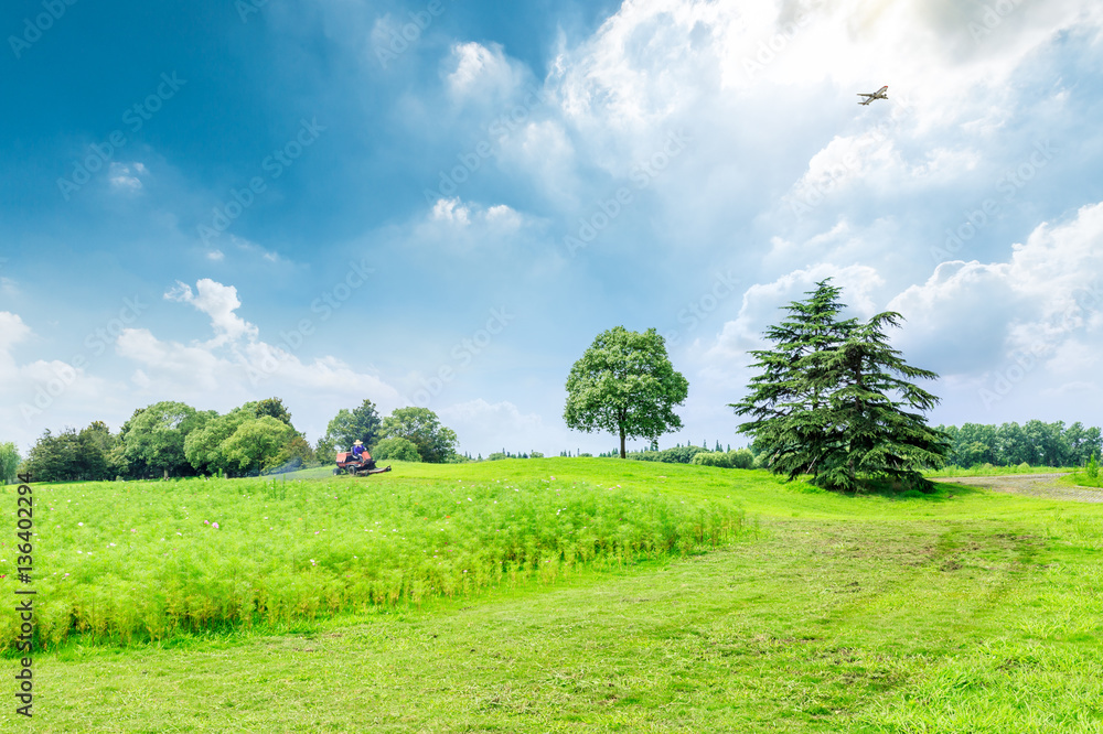 field of green grass and blue sky in summer day