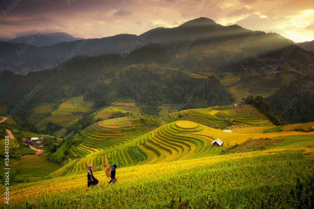 Rice fields on terraced of Mu Cang Chai