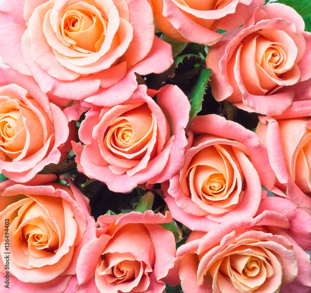 beautiful pink roses