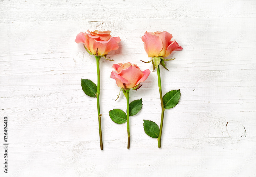 pink roses on white wood background