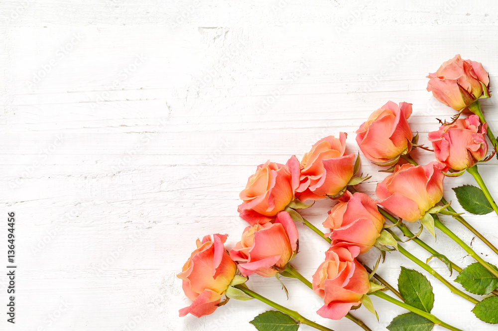 pink roses on white wood background