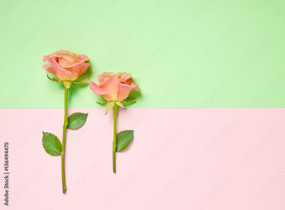 pink roses on colorful paper background