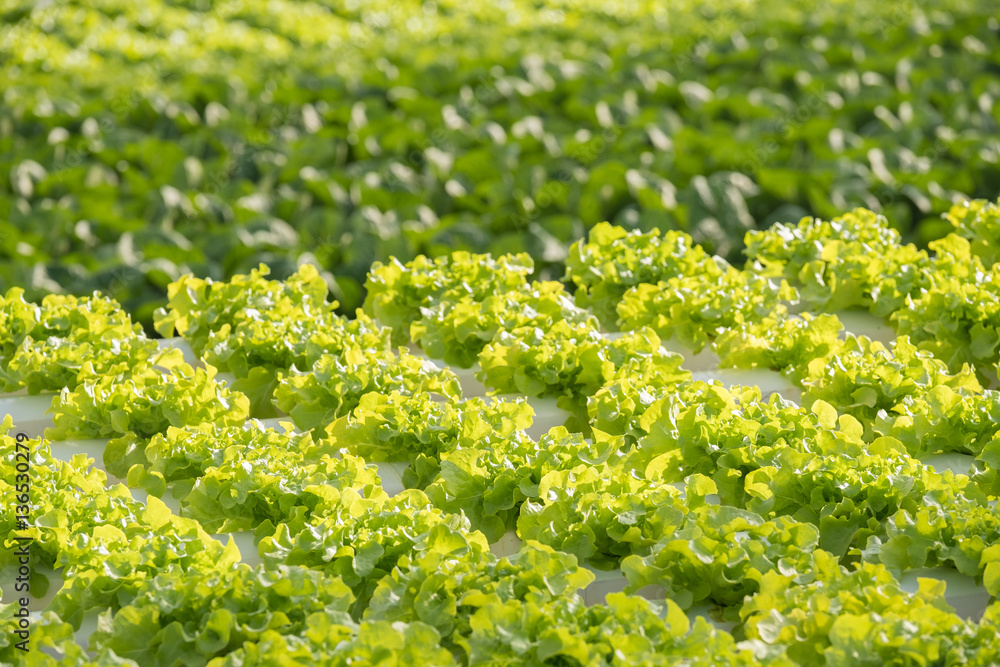 Vegetable hydroponic