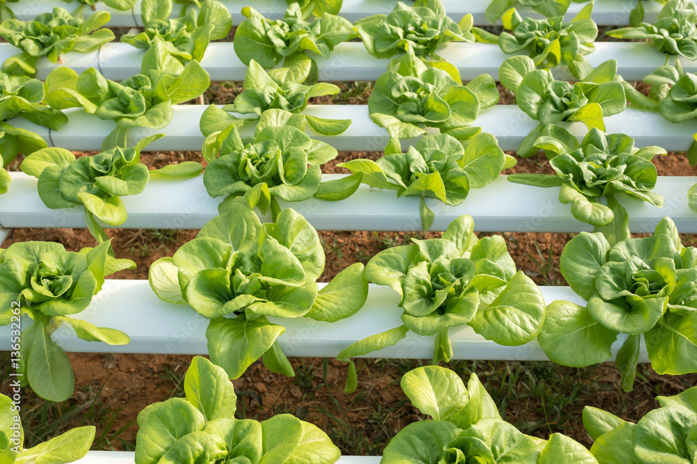 Vegetable hydroponic