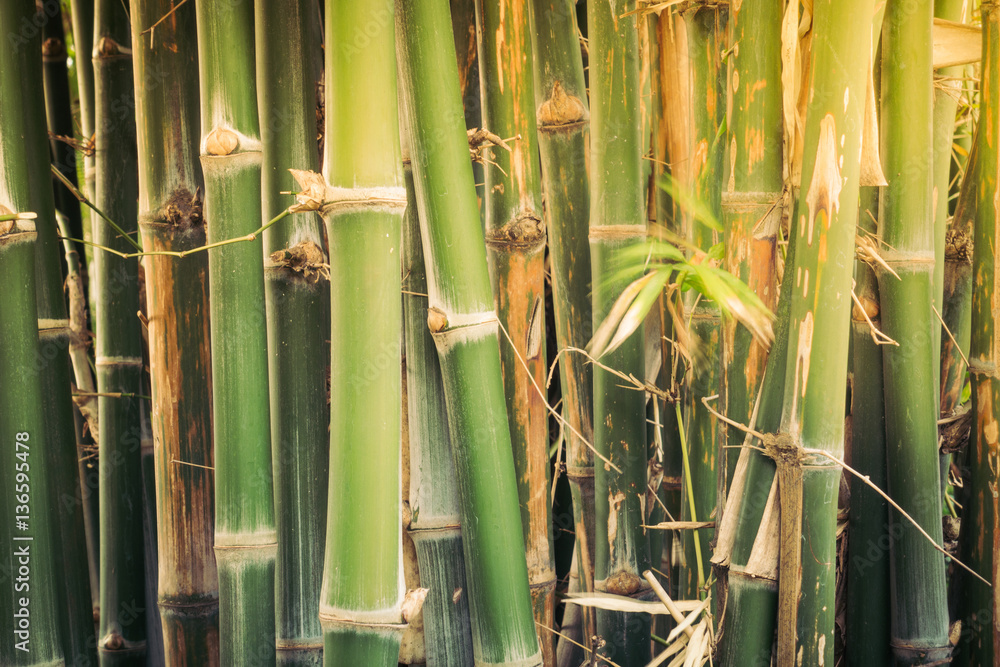 vintage Green bamboo fence texture background