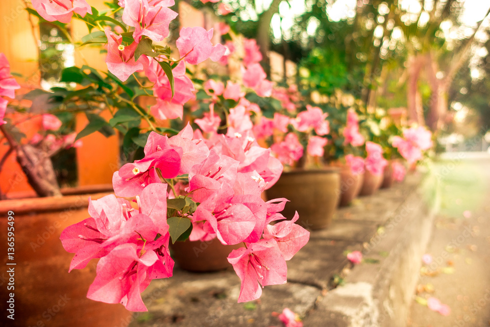 Pink flower near roadside