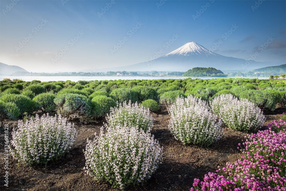 Mountain Fuji with spring flower garden in morning at Oshi park , Kawaguchiko lake , Yamanashi prefe