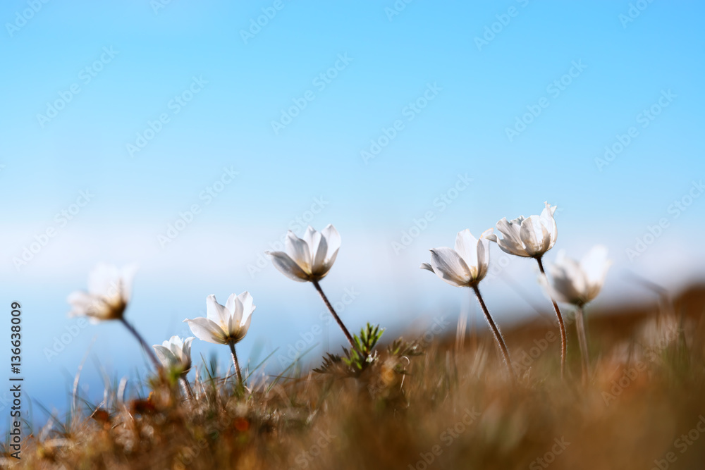 flowers