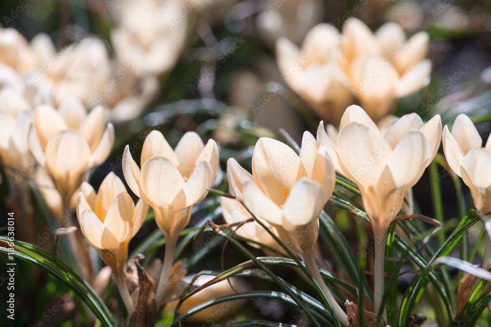 crocus