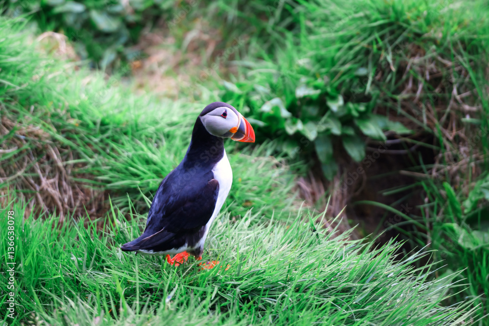 puffin