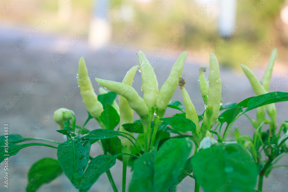  Fresh chilli on tree