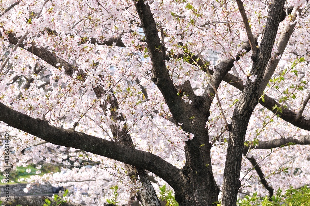 桜の木