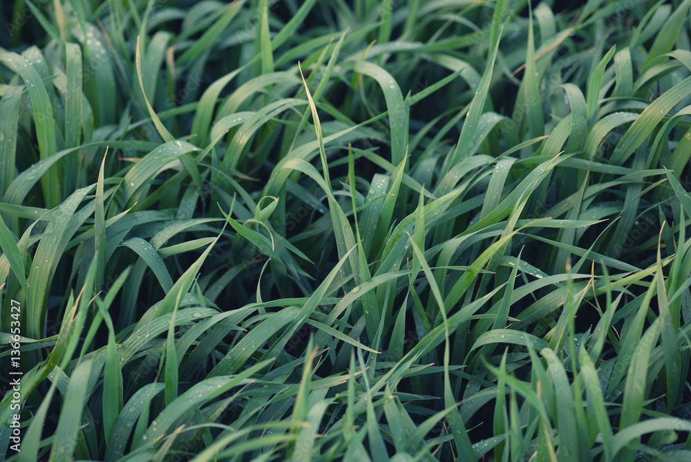 Grass on the field as a background. Agricultural composition in the summer time