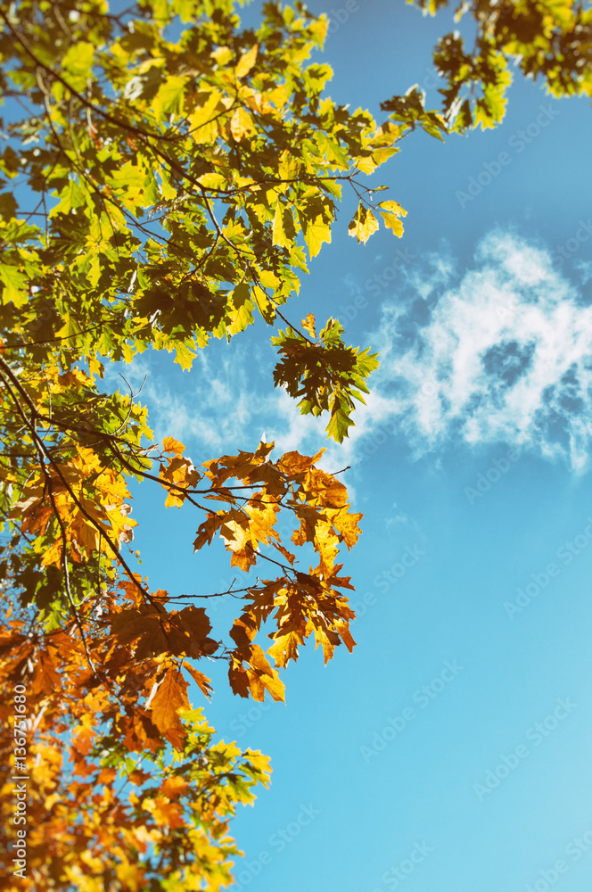 Beautiful autumn tree with green and orange leaves. Blue sky copy space