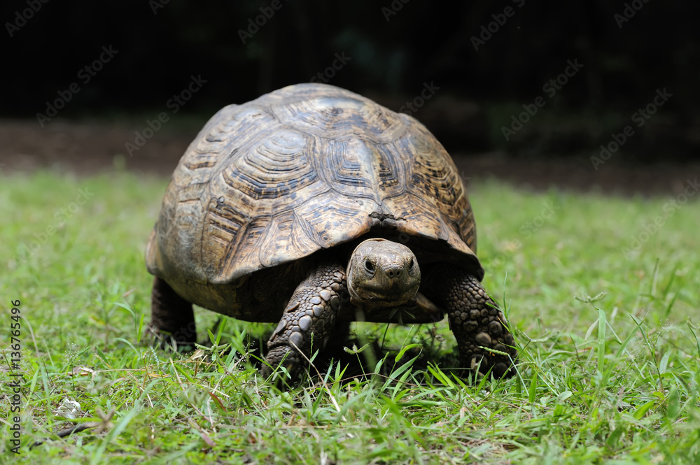 Turtle in grass