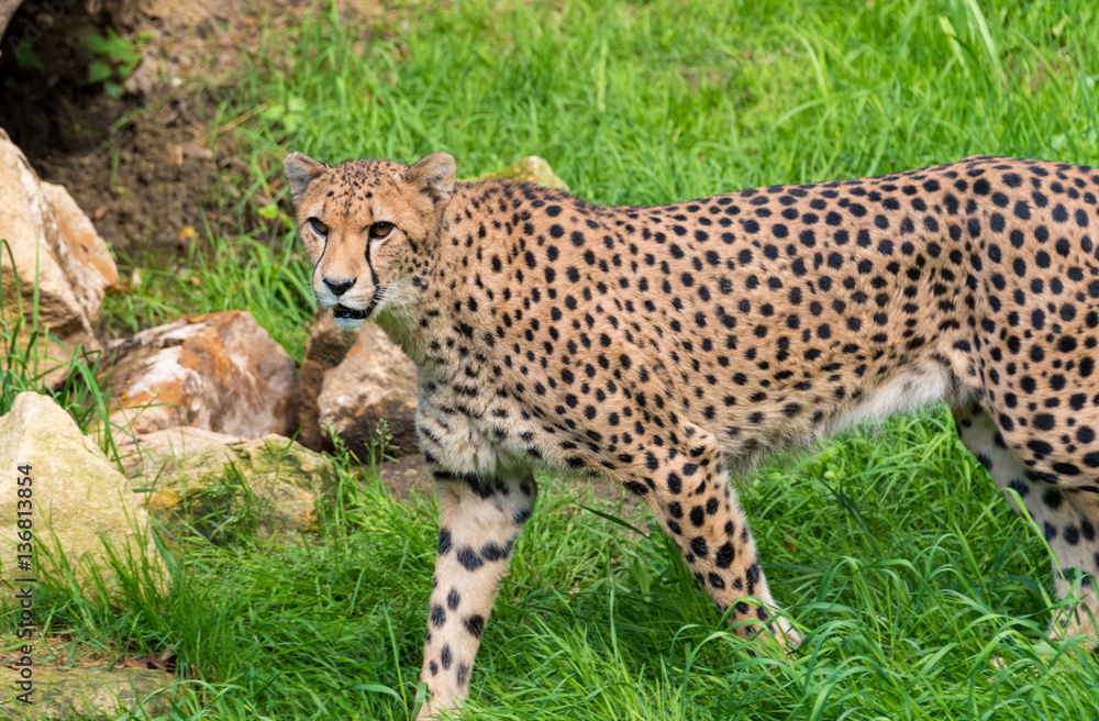 Guépard se promenant au zoo dAmnéville en France. Regard en notre direction.