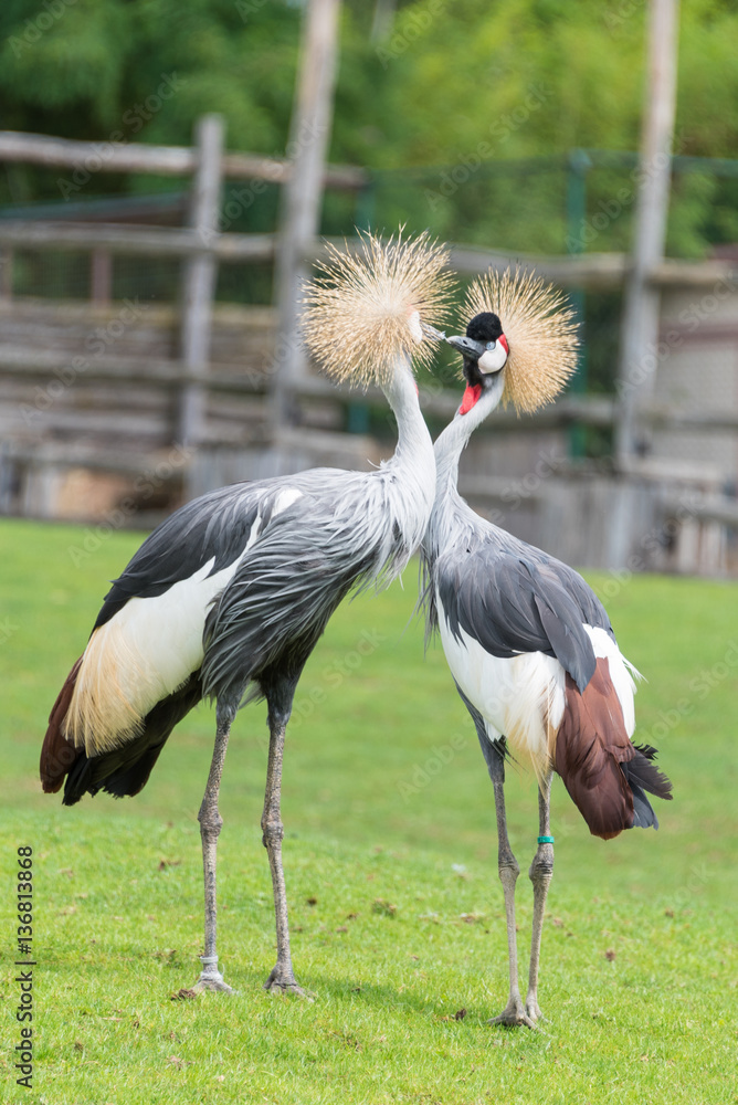 Période des amours chez les grues royales. Bisous au menu.